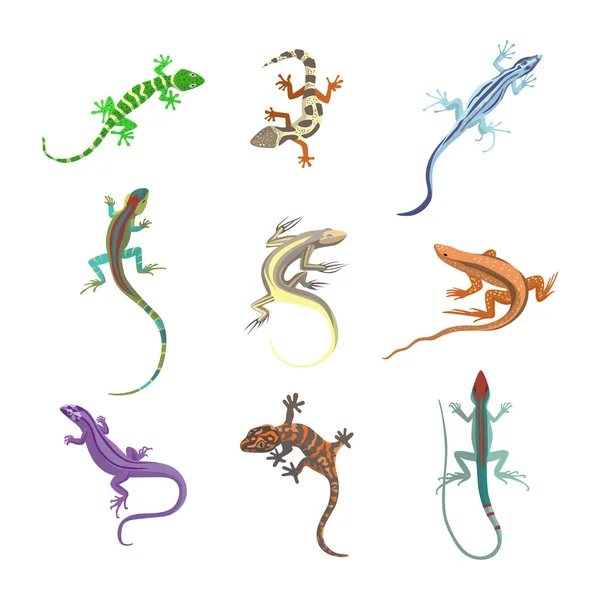 Conjunto de lagartos florestais coloridos ou salamandras ilustração vetorial plana isolado. — Vetor de Stock