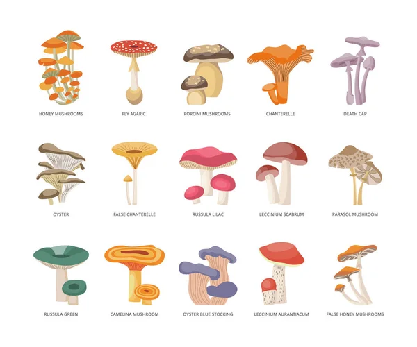 Tableau des champignons comestibles et toxiques illustration vectorielle plate isolée. — Image vectorielle