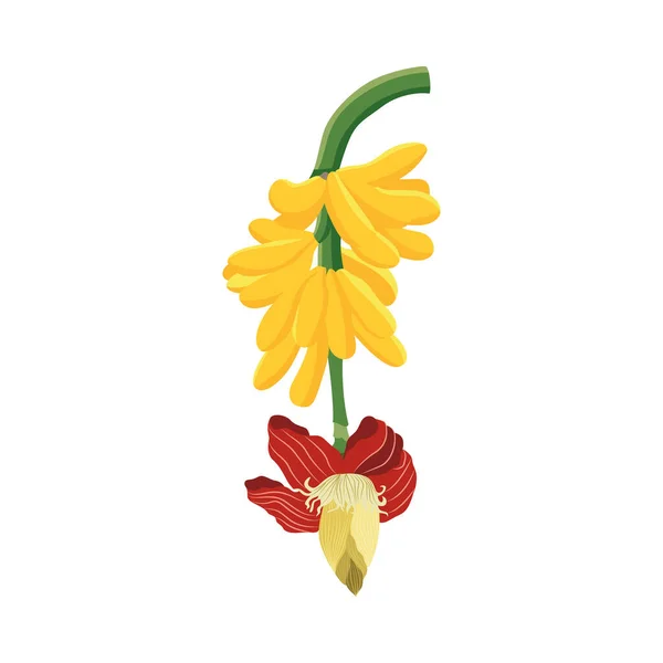 Κλάδος της μπανάνας δέντρο με μπανάνες και λουλούδι επίπεδη διανυσματική απεικόνιση απομονωμένη. — Διανυσματικό Αρχείο