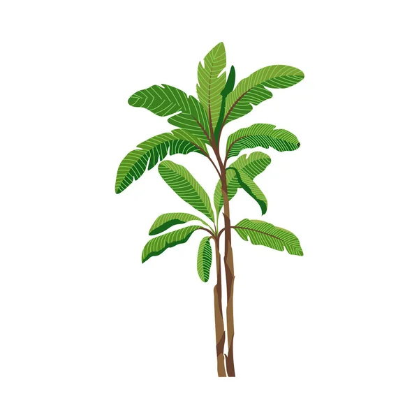 Banano tropicale giungla albero con foglie verdi piatto vettoriale illustrazione isolato. — Vettoriale Stock