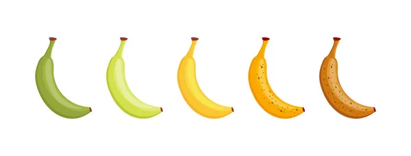 Échelle de maturité des bananes. Étapes de maturation des fruits, mise en place isolée — Image vectorielle