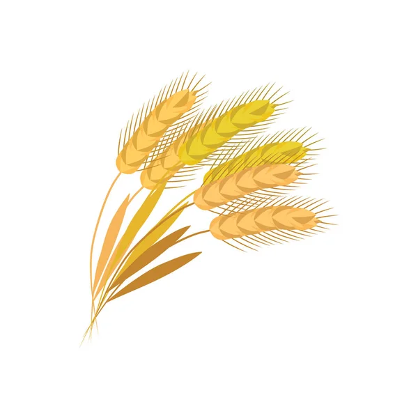 Sheaf of ears of cereals such as wheat or oats flat vector illustration isolated. — Stock Vector