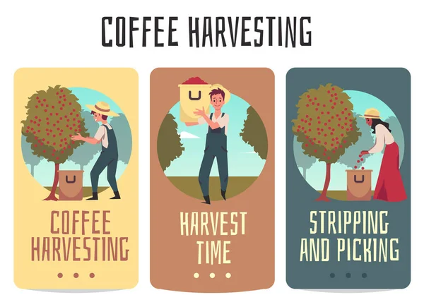 Karty na sklízení kávy s farmáři vybírající ploché vektorové ilustrace. — Stockový vektor