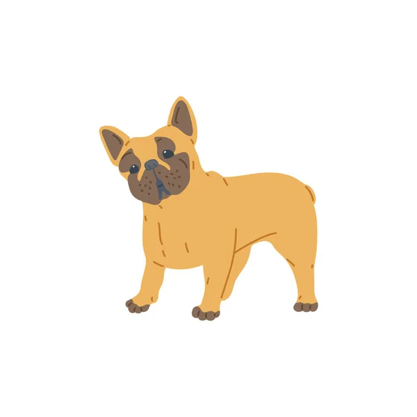Χαριτωμένο αστείο pug σκυλί κινουμένων σχεδίων χαρακτήρα επίπεδη διανυσματική απεικόνιση απομονώνονται σε λευκό. — Διανυσματικό Αρχείο