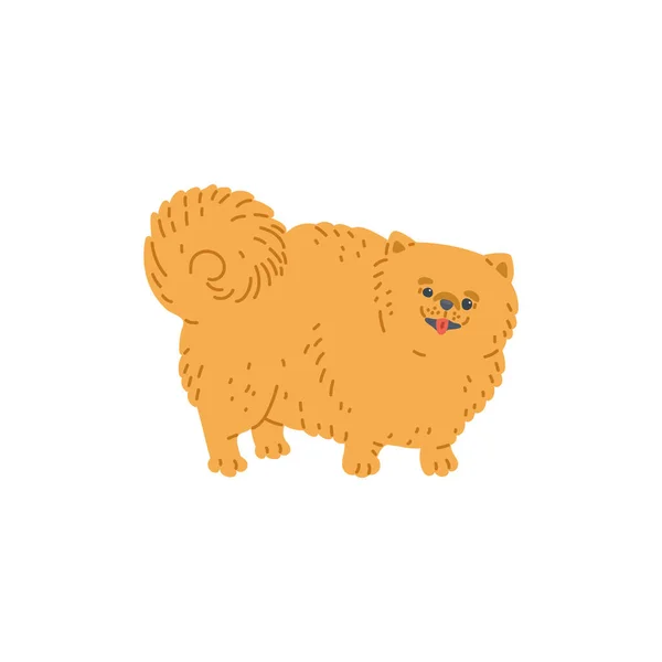 Pomeranian dog or puppy cartoon character, flat vector illustration isolated. — Stock Vector