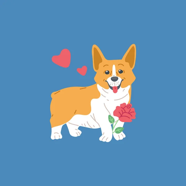 可爱的威尔士科奇犬，有玫瑰花，爪子平坦，向量图孤立. — 图库矢量图片