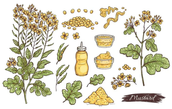 Molho de mostarda ingredientes e partes de plantas gravura vetor ilustração isolado. — Vetor de Stock