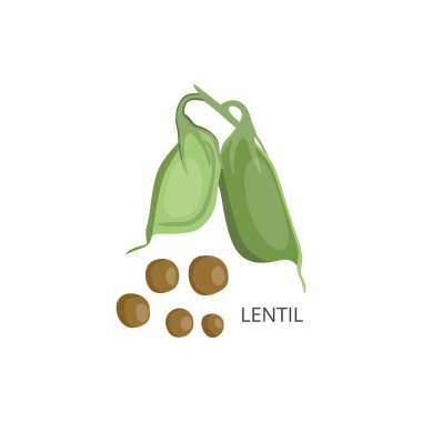 Lentil grains and pods with naming flat vector illustration isolated on white. clipart