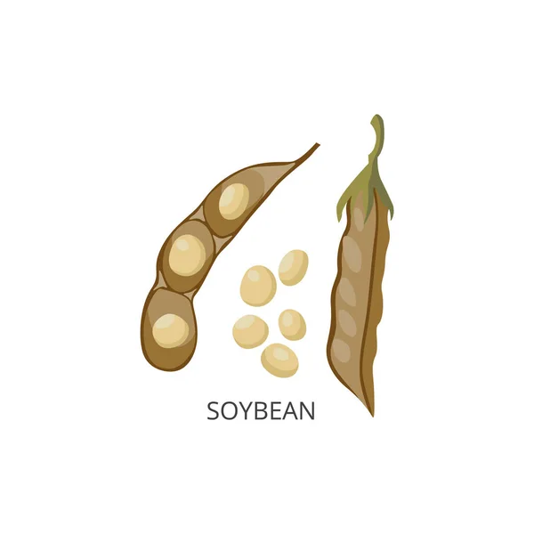 Leguminosas de soja ou soja, dentro e fora do casco de sementes. — Vetor de Stock