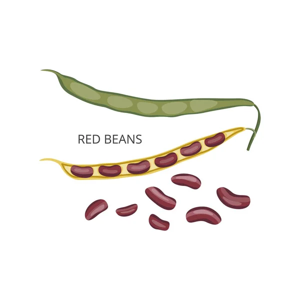 Rode bonen of nierbonen in peulen en zonder, vlakke vectorillustratie geïsoleerd. — Stockvector