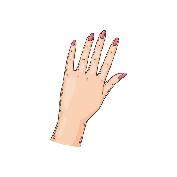Mano femenina con manicura rosa esmalte de uñas - boceto de dibujos animados aislados — Vector de stock