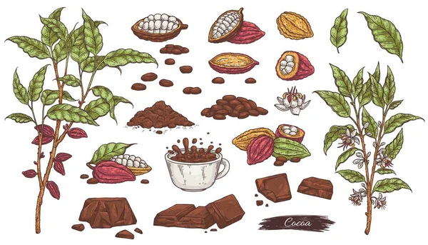 Set of cacao sketches - chocolate, beans, plant branches and cup cocoa drink. — Stock Vector