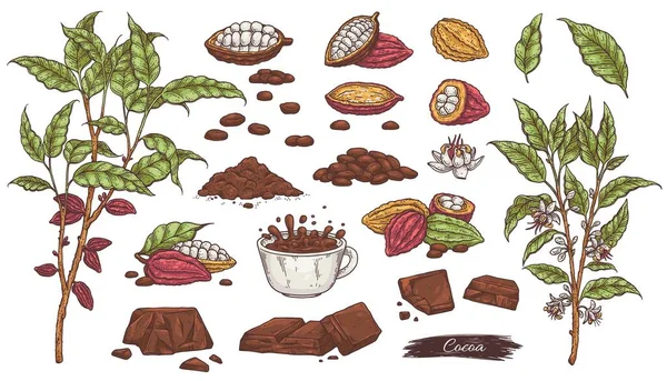 Conjunto de bocetos de cacao - chocolate, frijoles, ramas de plantas y bebida de cacao taza. — Archivo Imágenes Vectoriales