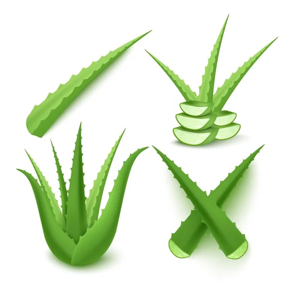 Set dari tanaman aloe vera bagian dan daun, vektor datar ilustrasi terisolasi. - Stok Vektor