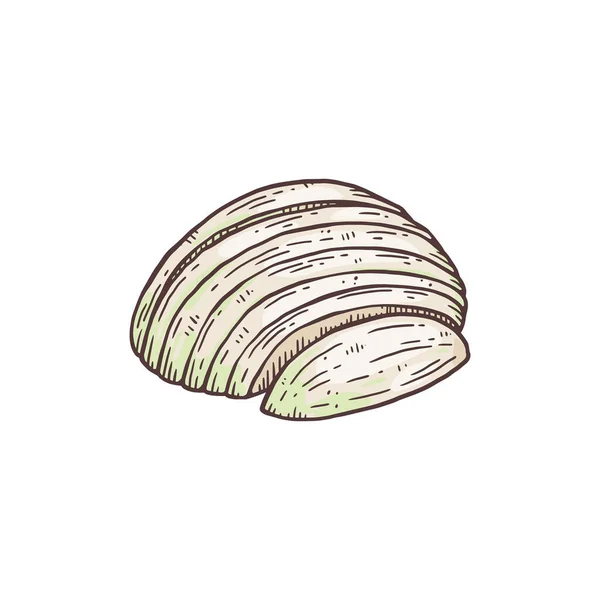 Peeled and sliced half of white onion χαρακτική διάνυσμα απεικόνιση απομονωμένη. — Διανυσματικό Αρχείο