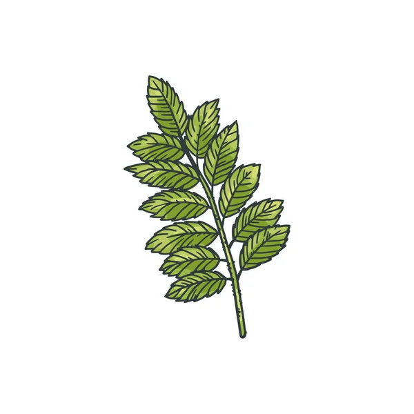 葉とひよこ豆の植物の緑の枝、ベクトルのイラストを分離彫刻. — ストックベクタ