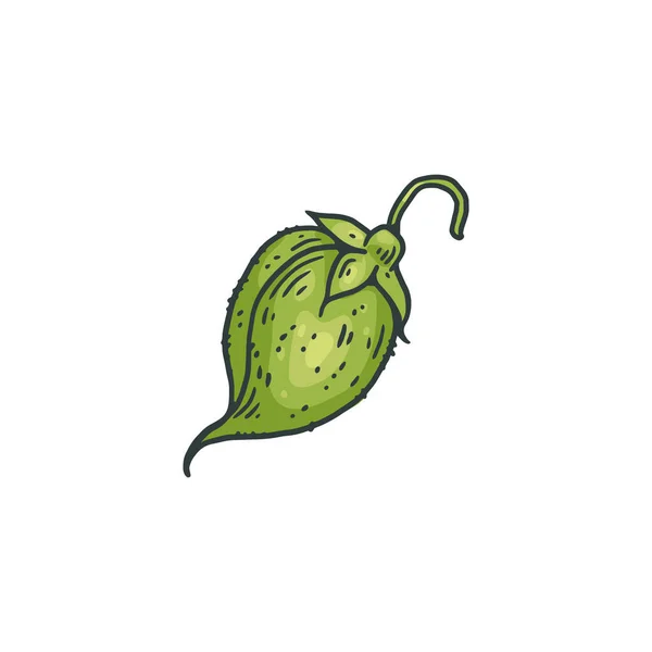 Зеленый стручок или семян гороха, гравировка векторной иллюстрации изолированы. — стоковый вектор