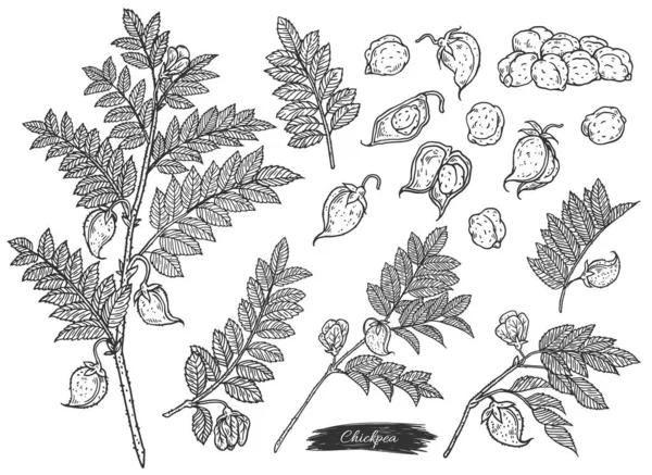 외따로 떨어져 있는 벡터 삽화를 새겨 넣는 병아리 가지와 씨앗들로 이루어진 세트. — 스톡 벡터