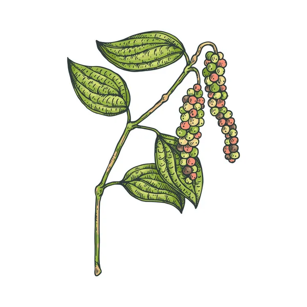 黒コショウの植物、トウモロコシと葉、天然有機食品スパイス. — ストックベクタ