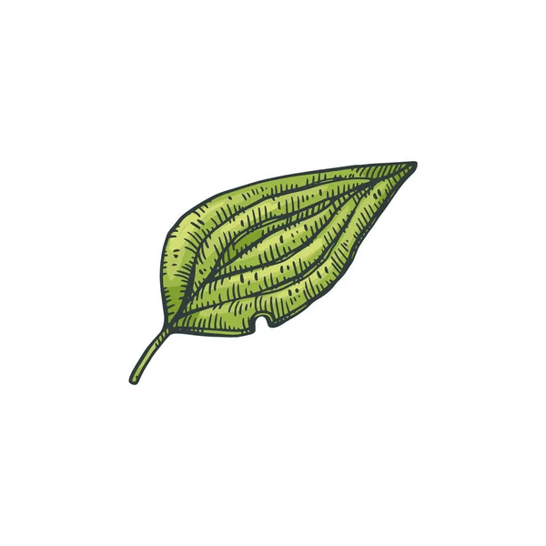 Hoja verde única de planta de pimienta, grabado vector ilustración aislado. — Vector de stock