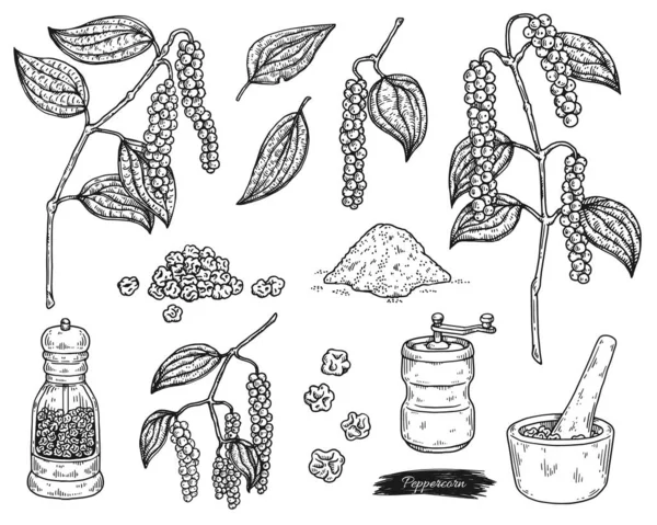 Peppercorn y utensilios para moler, ilustración vectorial grabado aislado. — Vector de stock