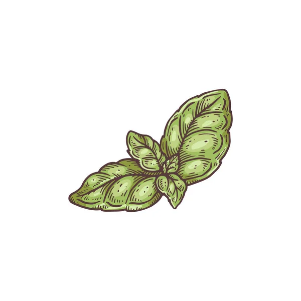 녹색 바질 잎의 식물상, 분리 된 벡터 삽화를 새겨 넣는 모습. — 스톡 벡터