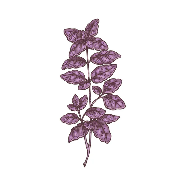 Imagem botânica de manjericão roxo fresco, gravura ilustração vetorial isolado. — Vetor de Stock