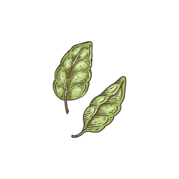 Feuilles de basilic vert aromatique frais, illustration vectorielle dessinée à la main isolée. — Image vectorielle