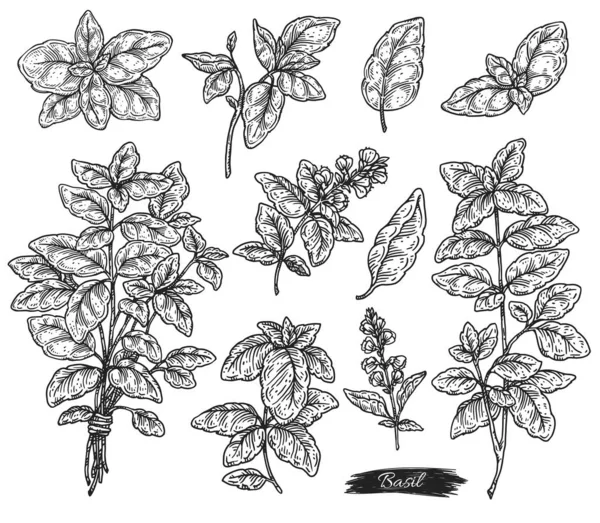 Hojas de albahaca y ramas grabado dibujo vector ilustración aislado. — Vector de stock