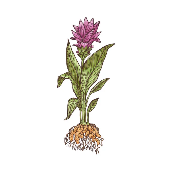 Tüm çiçek açan zerdeçal ya da curcuma bitkisi oyma vektörü çizimi izole edildi. — Stok Vektör