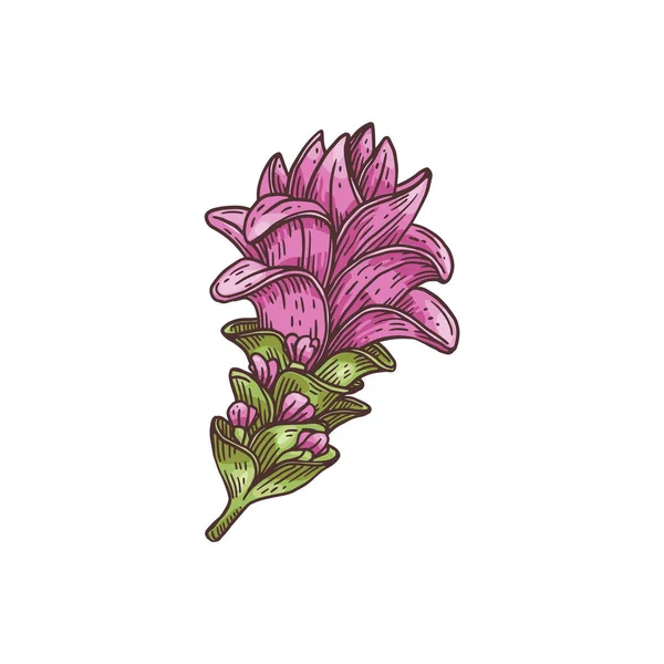 Rózsaszín-ibolya virágok kurkuma növény metszet vektor illusztráció izolált. — Stock Vector