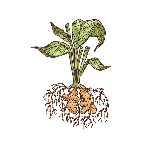 Cúrcuma inteira ou curcuma planta gravura vetor ilustração isolado. —  Vetores de Stock