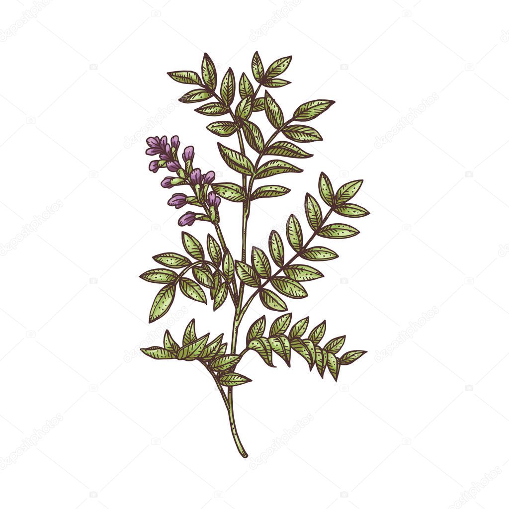 Licorice plant overground part engraving vector illustration isolated.