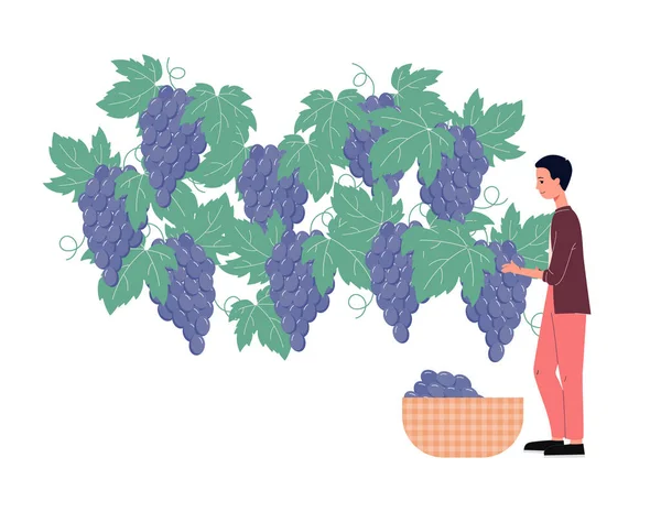 Hombre carácter recoger uvas maduras en viñedo plana vector ilustración aislado. — Vector de stock