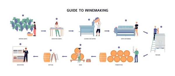 Guide to winemaking process - from ripening grapes to natural wine. — Stock Vector