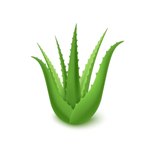 Rosette of Aloe vera green massy leaves realistis vector illustration isolated. - Stok Vektor