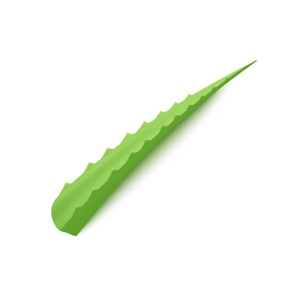 Single cut green fresh Aloe vera leaf realistic vector illustration isolated. — Stock Vector