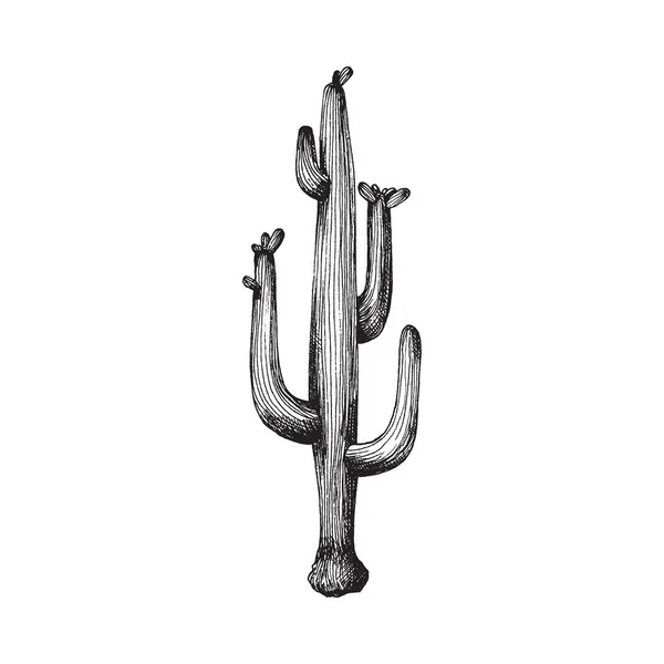 Image of cactus with long branches, engraving vector illustration isolated. — Stock Vector