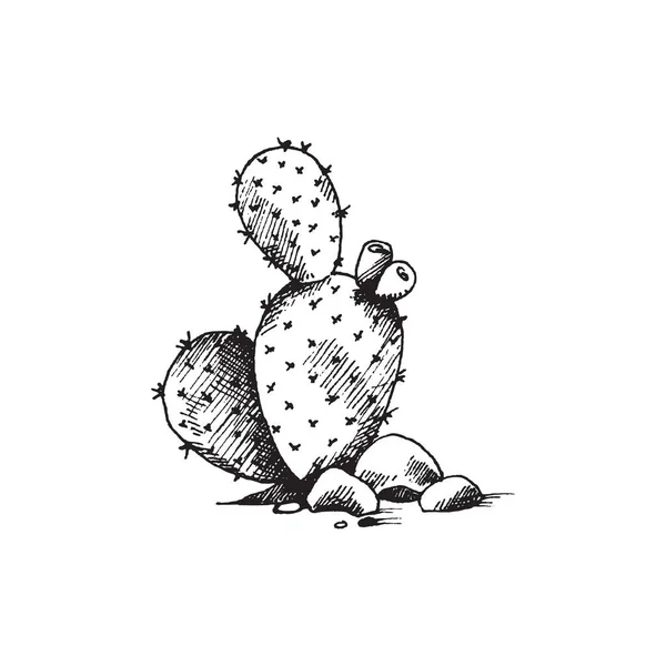 Kép a kaktusz masszív zsíros levelek, gravírozás vektor illusztráció izolált. — Stock Vector