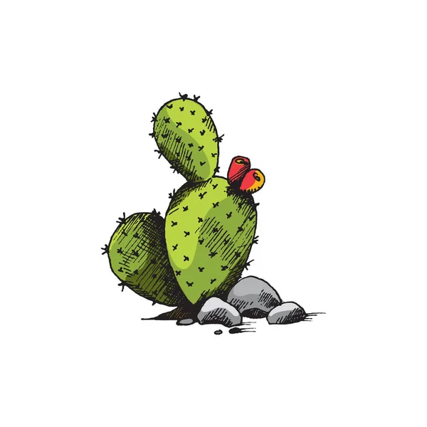 Cactus florescendo com folhas gordas maciças, ilustração do vetor da gravura isolada. — Vetor de Stock