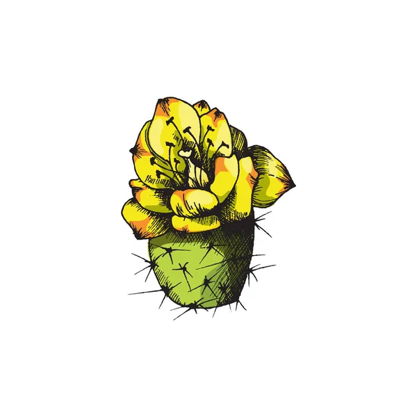 Planta de cactus floreciente con grabado de flores ilustración vectorial de color aislado. — Archivo Imágenes Vectoriales