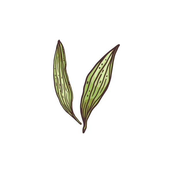 신선 한 녹색 생강 잎, 스케치 스타일의 벡터 삽화를 분리하는 모습. — 스톡 벡터