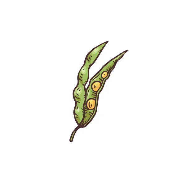 Zielona kapsuła musztardy roślinnej z żółtymi nasionami szkic wektora ilustracja. — Wektor stockowy