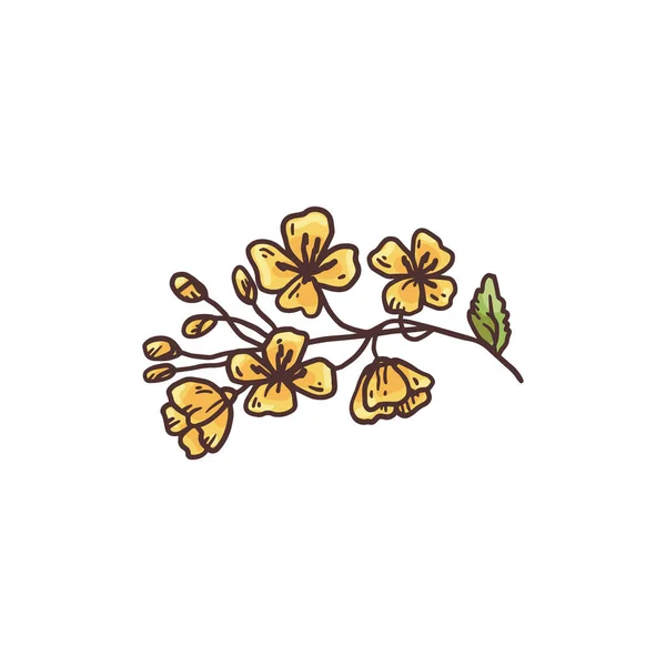 Flores pequeñas de planta de mostaza en rama grabado vector ilustración aislado. — Archivo Imágenes Vectoriales