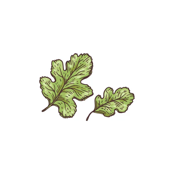 Folhas desenhadas à mão de mostarda herb vintage gravura vetor ilustração isolado. — Vetor de Stock