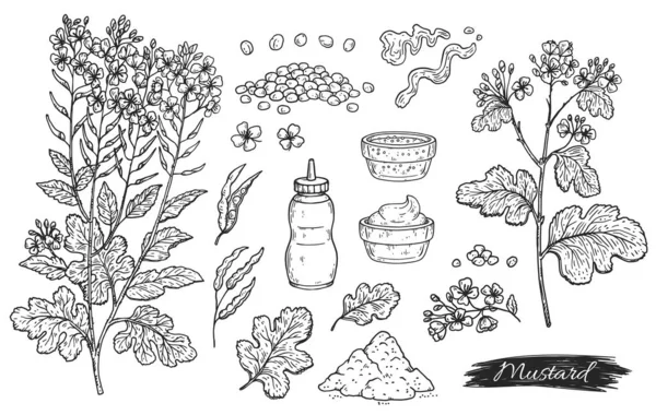 Ingredientes de mostarda esboço de tinta desenhada à mão, ilustração vetorial isolada. — Vetor de Stock