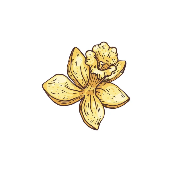 Цветущий ванильный желтый цветок, нарисованный вручную векторный рисунок изолирован. — стоковый вектор