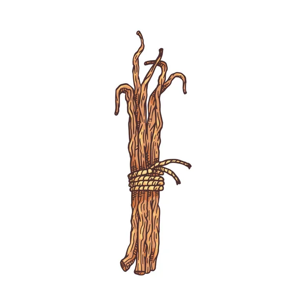 Palos secos de vainas de vainilla, especias aromáticas naturales un dibujo vectorial ilustración. — Vector de stock