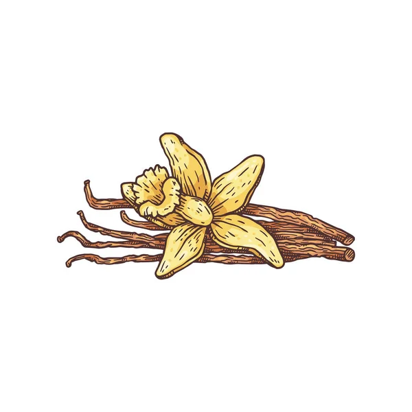 Vanilla flor amarela e vagens secas, ilustração vetorial desenhada à mão isolado. — Vetor de Stock