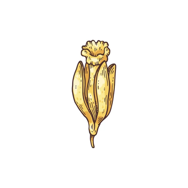 바닐라 난초의 꽃을 피우는 모습, 손으로 그린 벡터 삽화. — 스톡 벡터